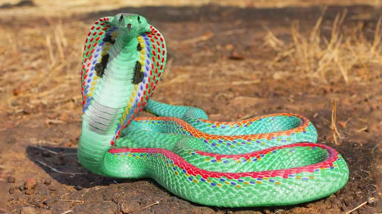 Раскрас змеи фото 12 Most Beautiful Snakes in the World - YouTube