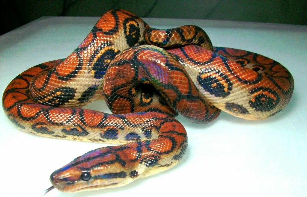 Раскрас змеи фото 14 Species of Boas and Pythons: Amazing Constricting Snakes