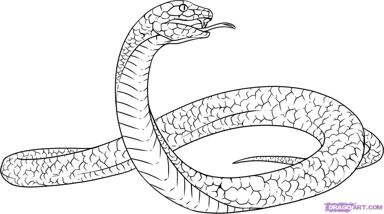 Раскрас змеи фото how to draw a snake - Черная мамба, Раскраски, Рисунки