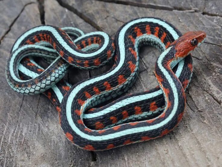 Раскрас змеи фото to my California Red-sided Garter Snake ... Garter snake, Pet snake, Cute snake