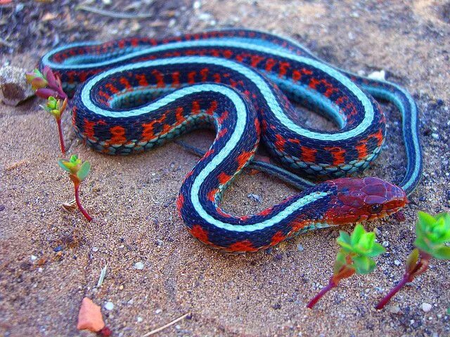 Раскрас змеи фото California red side, garter snake Garter snake, Pet snake, Snake