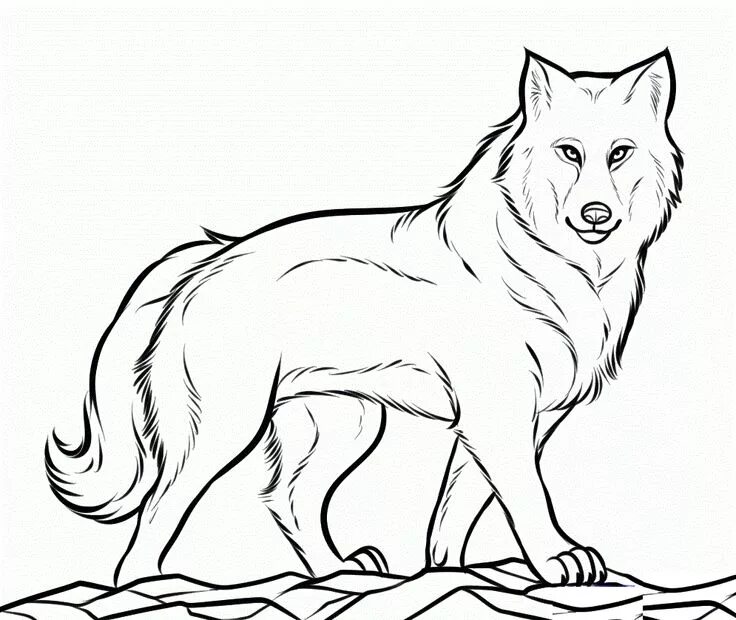 Раскрасить фото волка онлайн arctic-animal-coloring-pages-picture-wolf-coloring-pages.gif (995 × 839) Wolf co