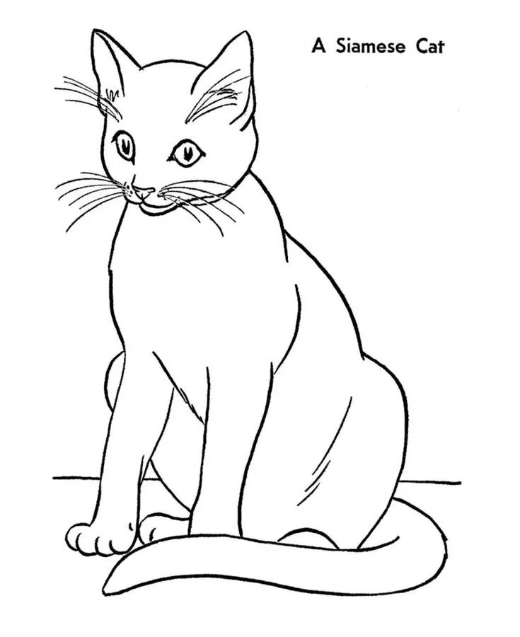 Раскраски кошек фото Cat Coloring Pages PDF - Coloringfolder.com Animal coloring pages, Cat colors, C