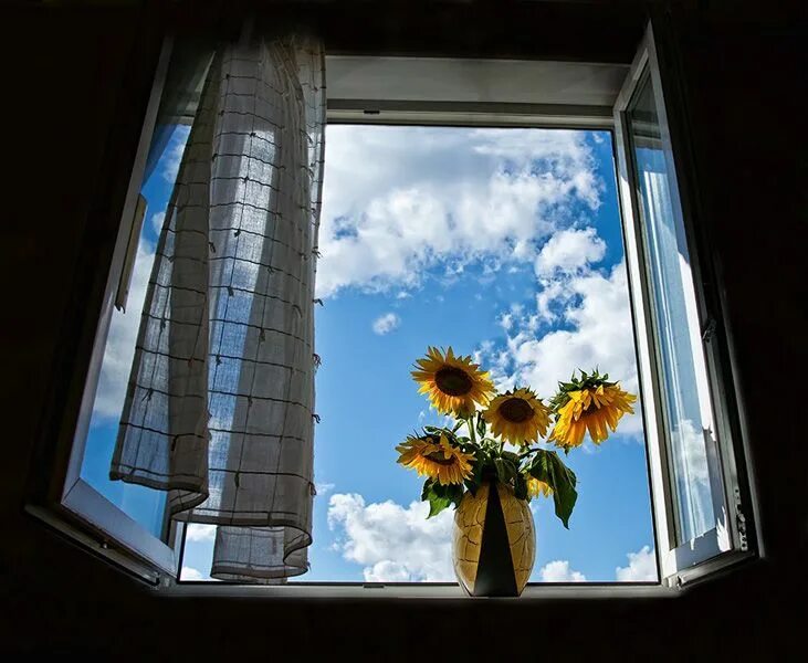 Распахнутые окна фото Girasoles en la ventana...... Window view, Windows, Looking out the window