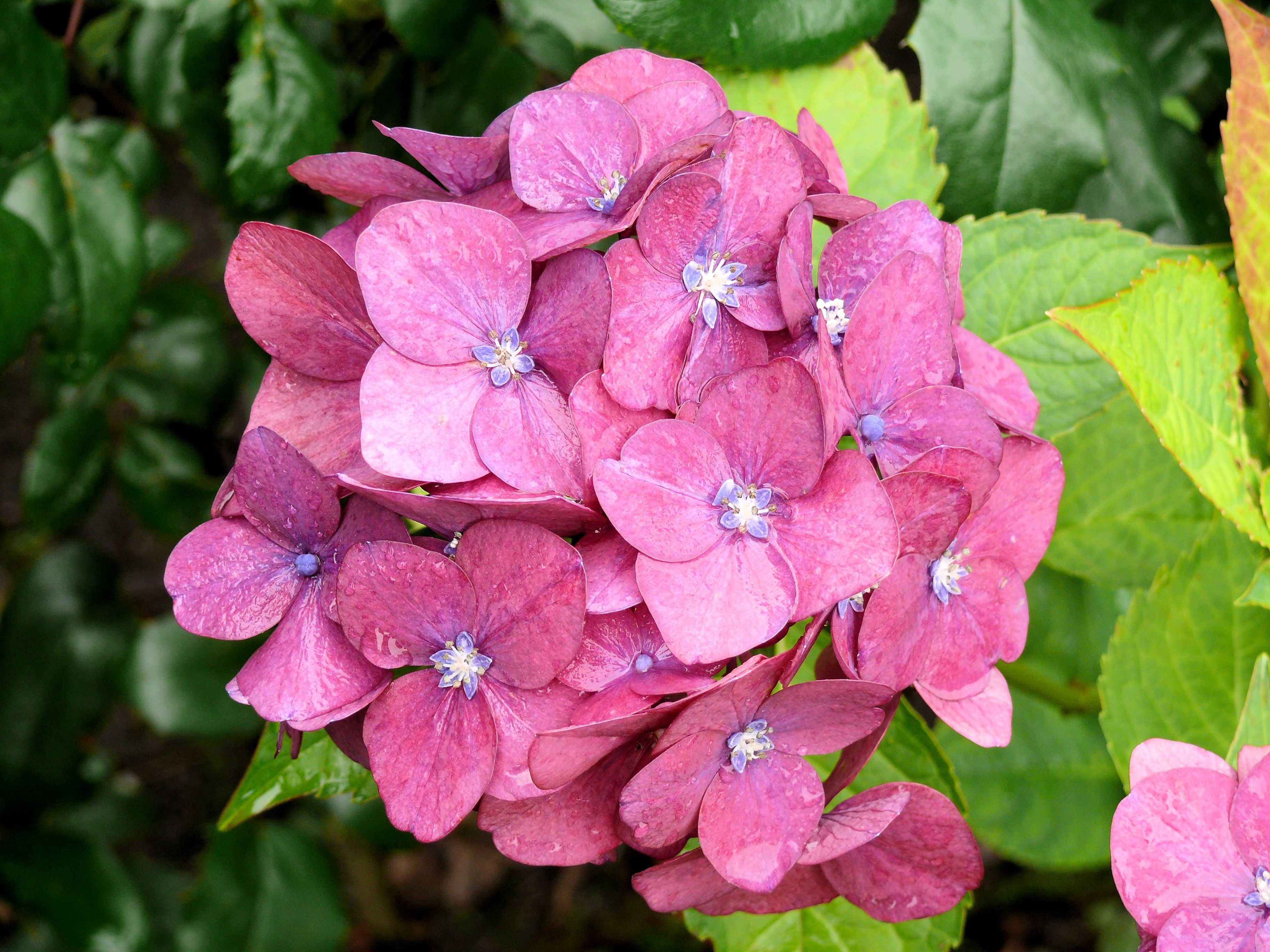 Распберри гортензия фото Hydrangea bloom free image download