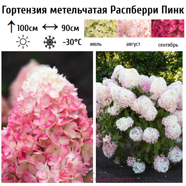 Распберри гортензия фото Гортензия метельчатая "Распберри Пинк" (Raspberry Pink) купить саженцы в интерне