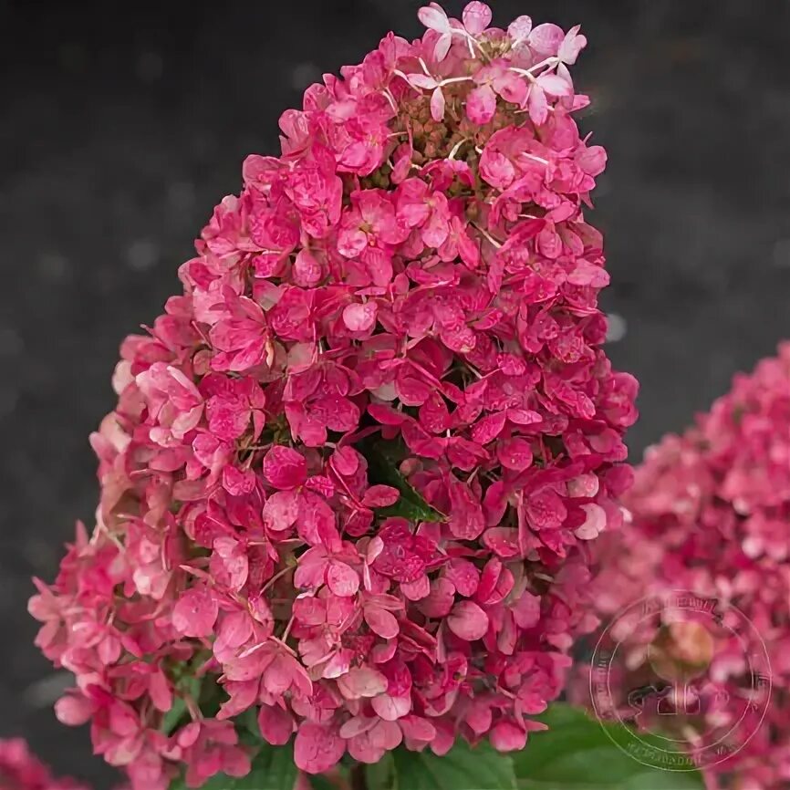 Распберри гортензия фото Гортензия метельчатая Распберри Пинк (Hydrangea paniculata Raspberry Pink) купит