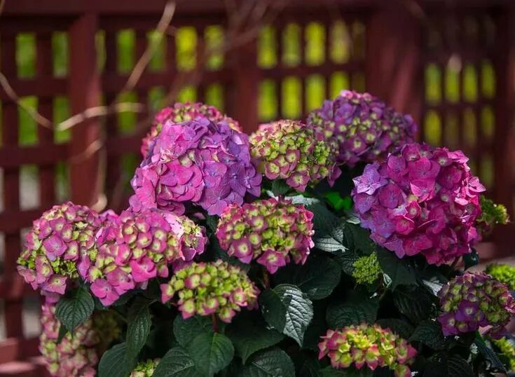 Распберри гортензия фото Endless Summer ® Summer Crush Hydrangea - PlantingTree.com Big leaf hydrangea, F