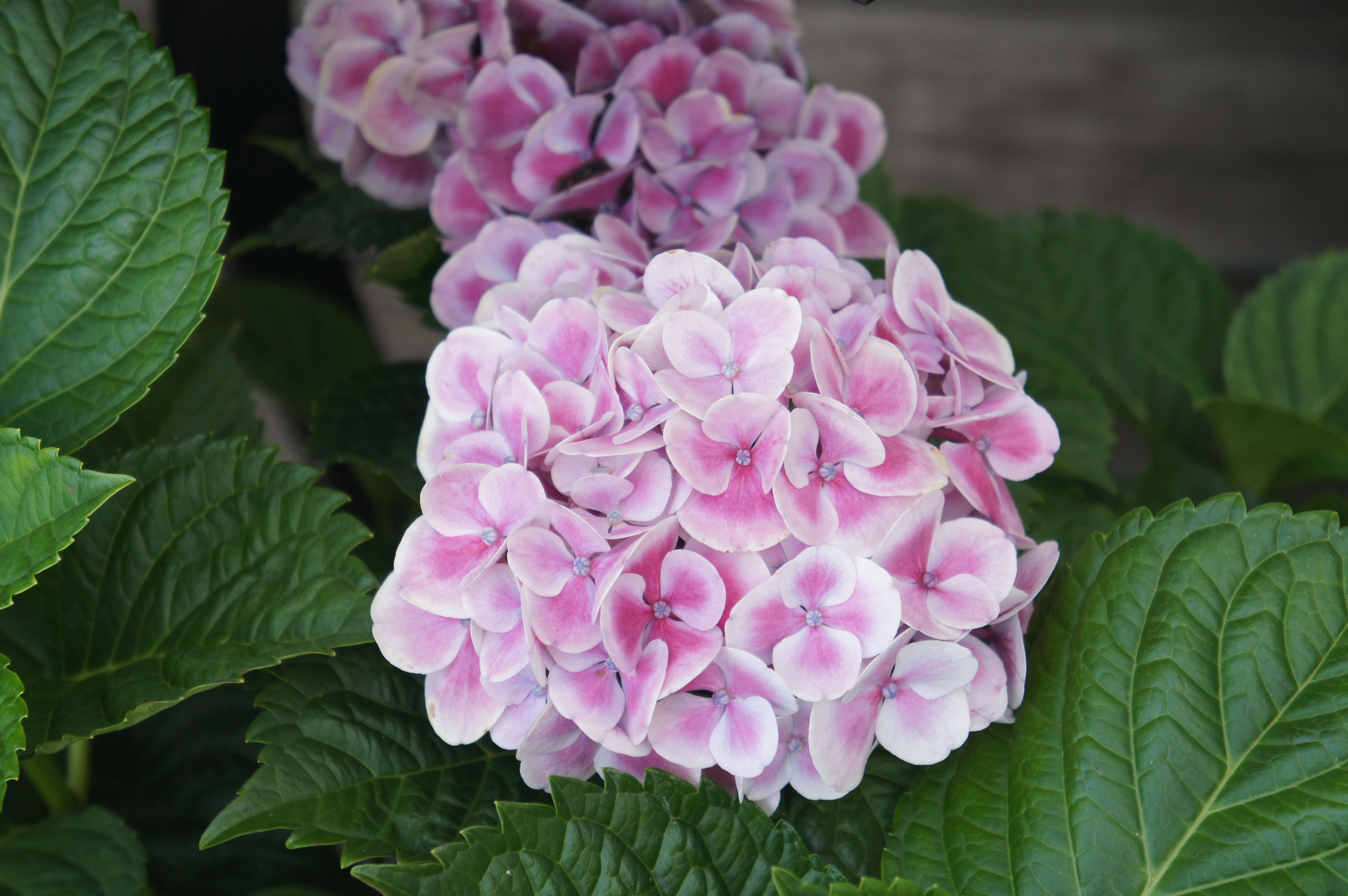 Распберри гортензия фото Pink & white flowering hydrangea