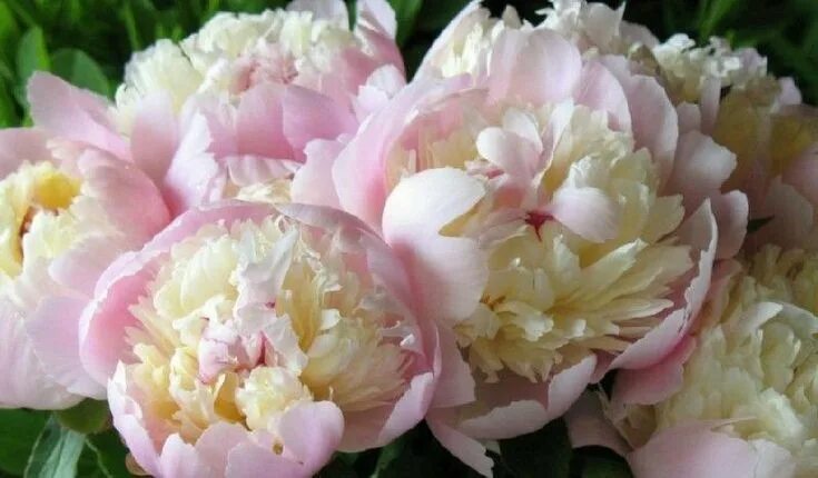 Распберри пион фото Butter bowl #peonies. #queenm 3 Пионы, Красивые цветы, Фотографии цветов