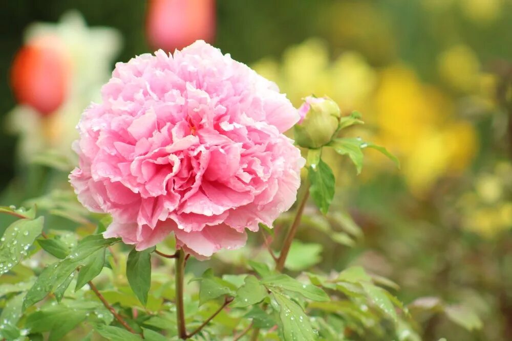 Распберри пион фото Peony: Precious and Prime - Lewis Ginter Botanical Garden