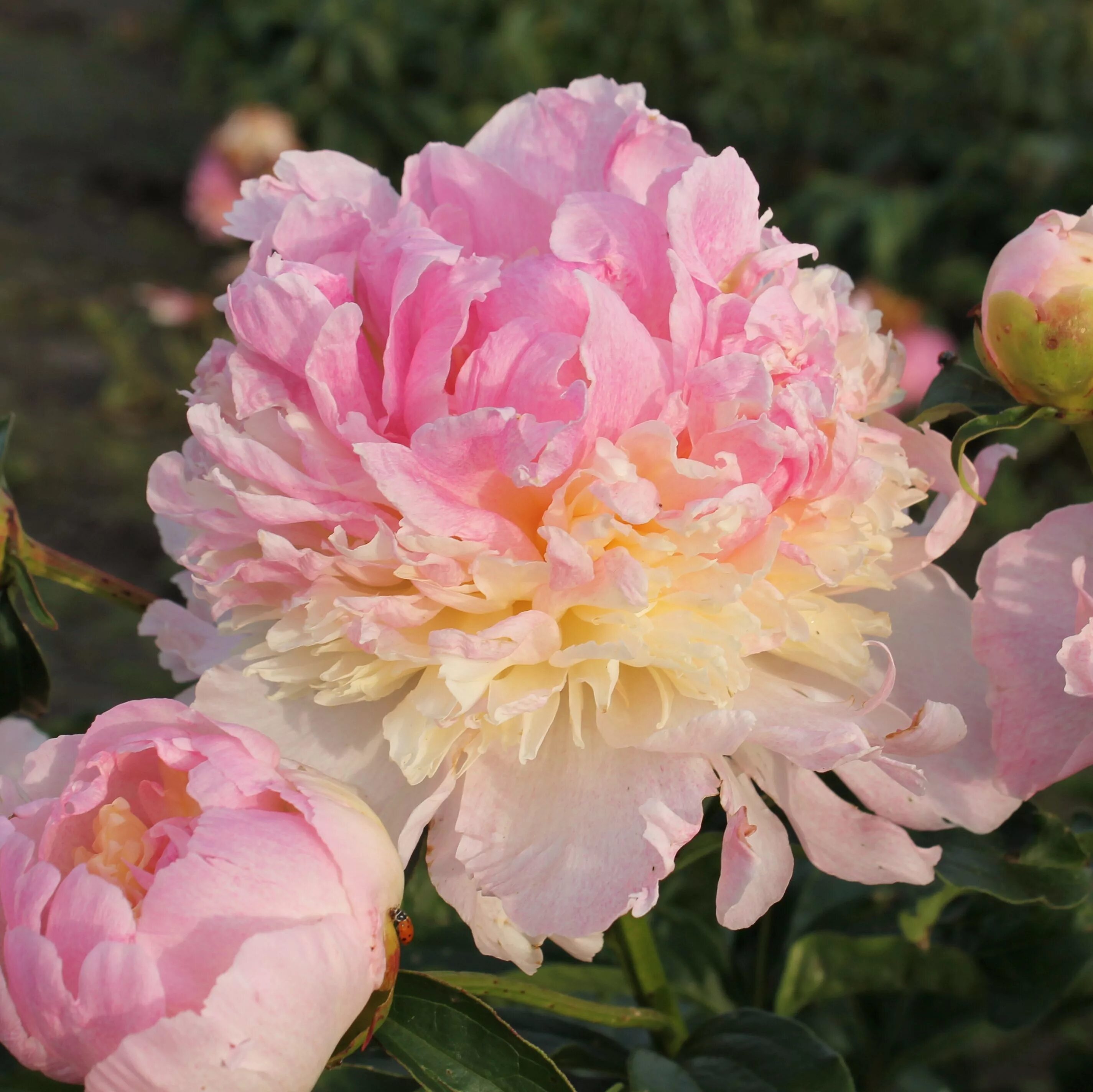 Распберри пион фото Hollingsworth Peonies Flowers, Beautiful flowers, Peonies