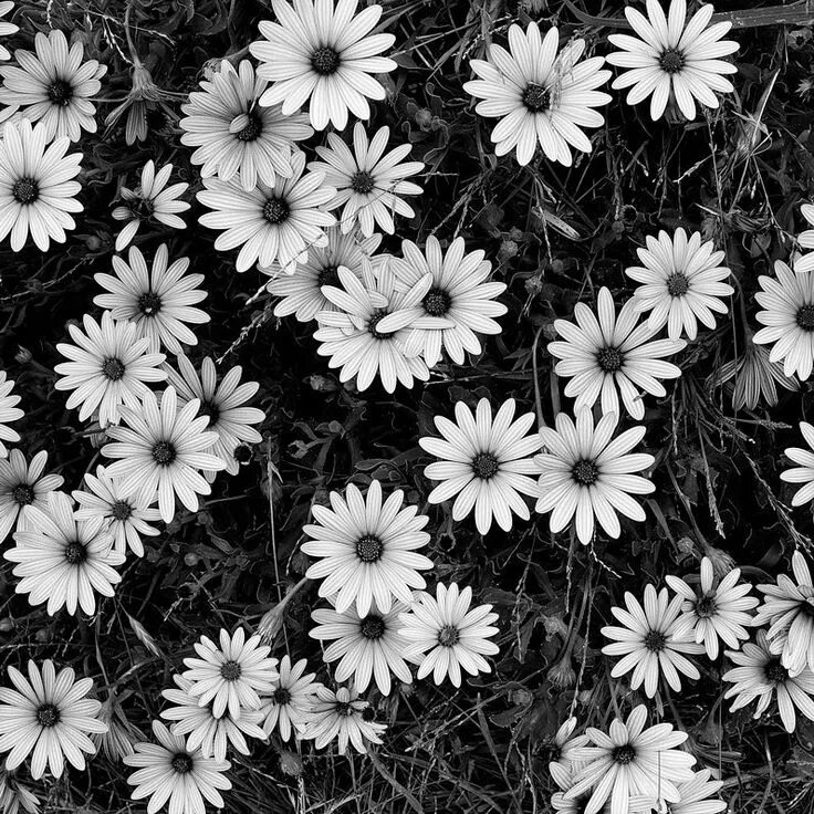 Распечатать черно белое фото flower clusters pattern from Black and White Flowers - A Study in Form Black and