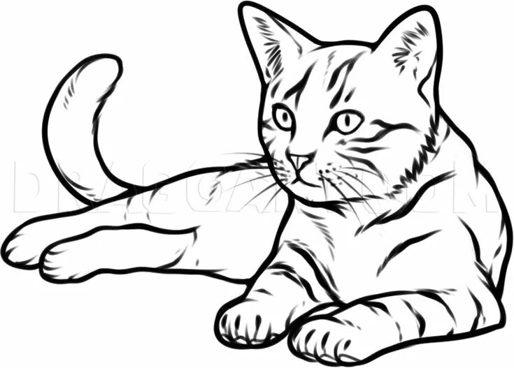 Распечатать фото котиков рисовать How To Draw A Cat, Step by Step, Drawing Guide, by Dawn dragoart.com Cat face dr