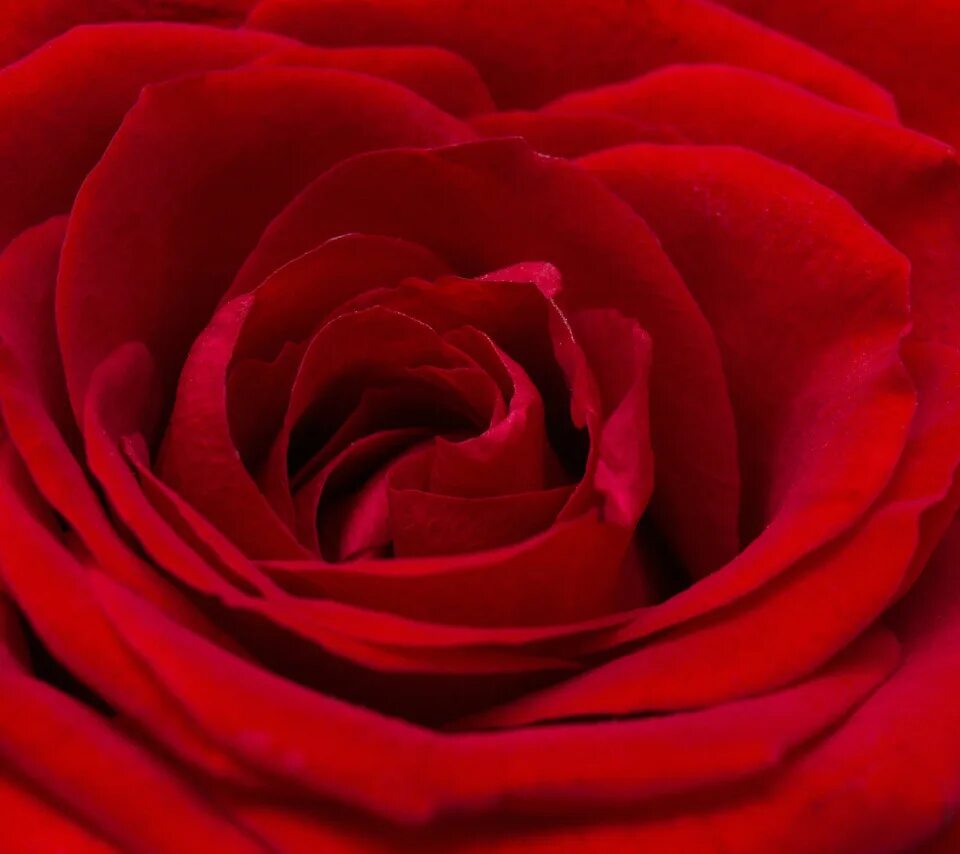 Распечатать фото красная Download wallpaper macro, red, rose, plant, roses, Bud, red rose, section flower