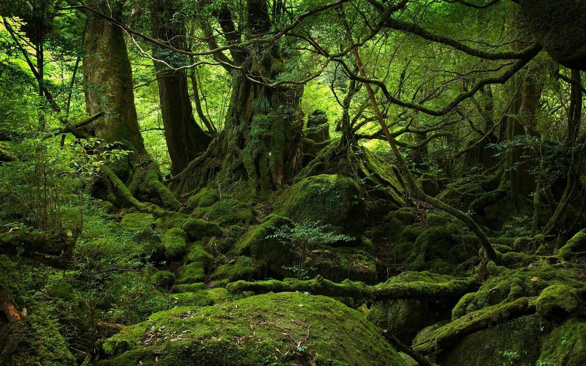 Распечатать фото лесной Yakushima Forest, Japan 1920x1200 Paysage foret, Paysage, Photos paysage