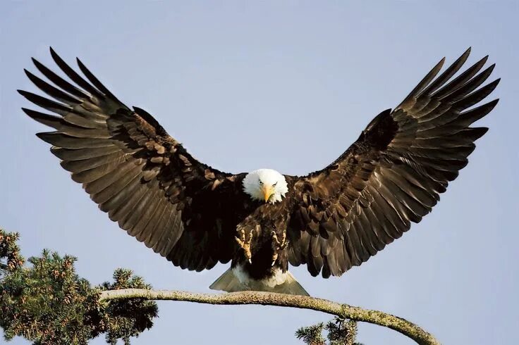 Распечатать фото орел адреса Covenant Reaches Children Kel kartal, The eagles, Yırtıcı kuşlar