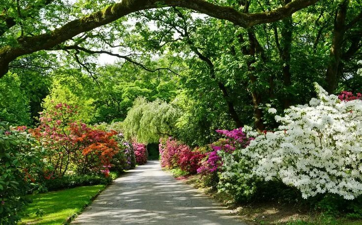 Распечатать фото сада Pin by Cennet Köşem on Güzel resimler Plants, Sidewalk, Flowers