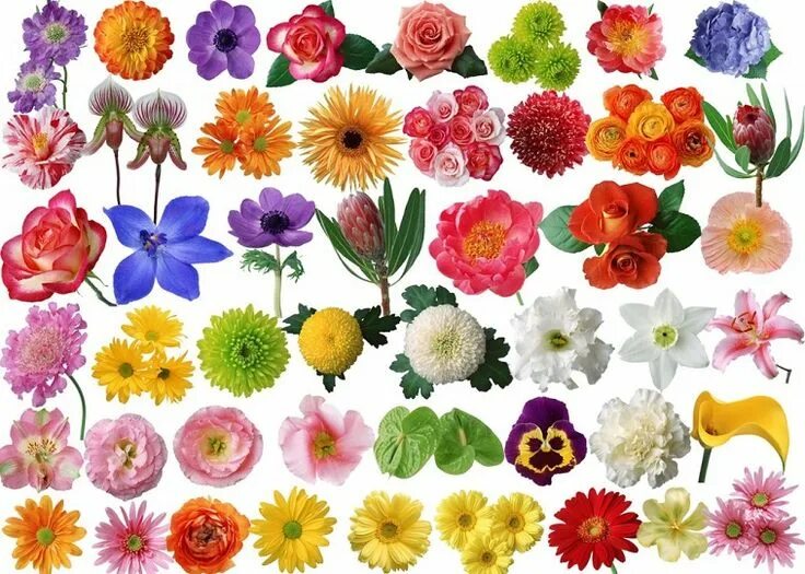 Распечатать красивые цветы для оформления Interesting facts about flowers Send flowers online, Small flowering plants, Flo