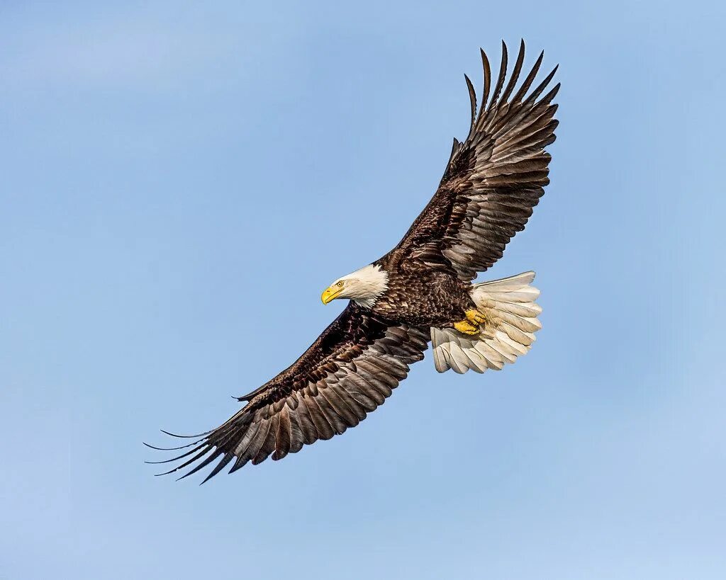 Распечатка фото орел Soaring Bald eagle, Birds of prey, Eagle