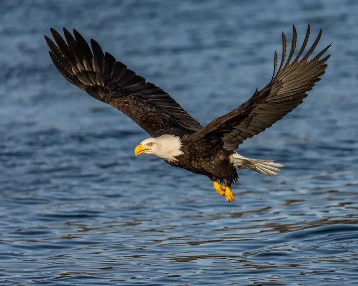 Распечатка фото орел Bald Eagle Fly By Bald eagle, Wildlife photography, Eagle