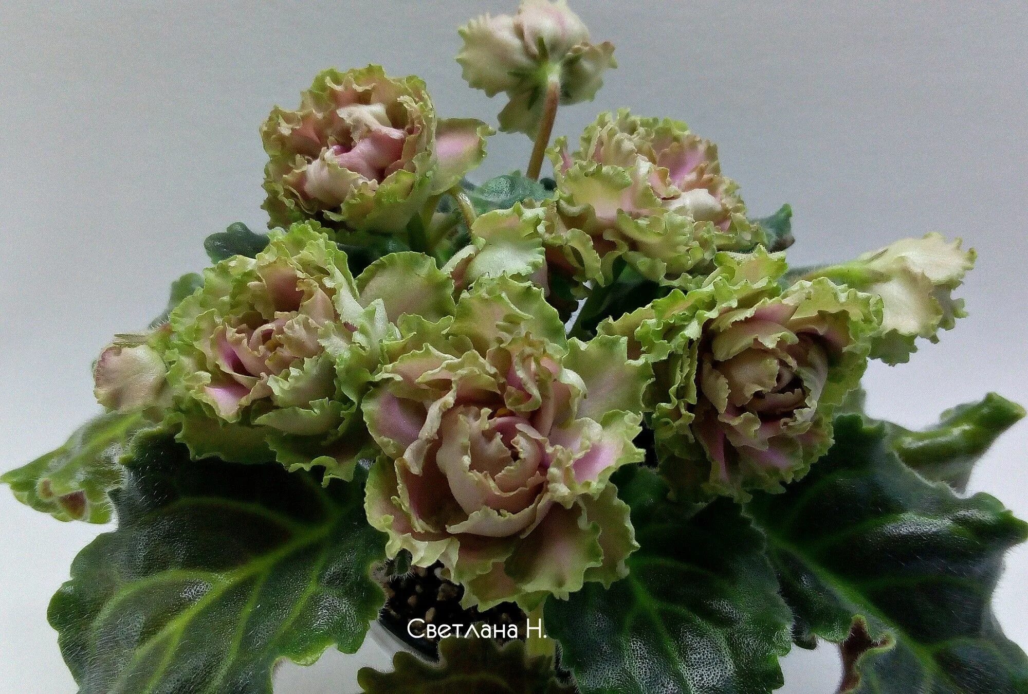 Расплетало лето косы фиалка фото African violet 'Расплетало Лето Косы' - Large densely double pink flowers with g