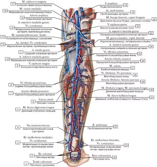 Расположение артерий на ногах человека схема СЕРДЕЧНО-СОСУДИСТАЯ СИСТЕМА