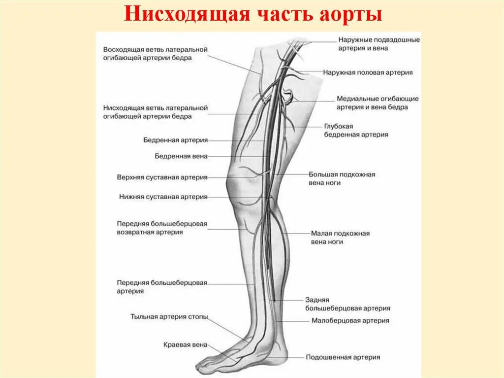 Расположение артерий на ногах человека схема Ветви передней большеберцовой артерии