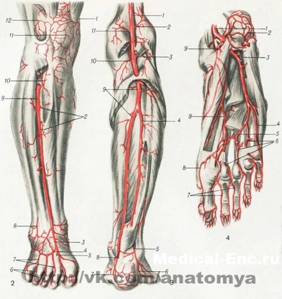 Расположение артерий на ногах человека схема Арте́рии - кровеносные сосуды, несущие кровь от сердца к органам, в отличие от ве