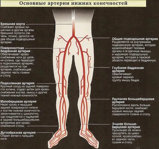 Расположение артерий на ногах человека схема Vasculitis of the lower extremities