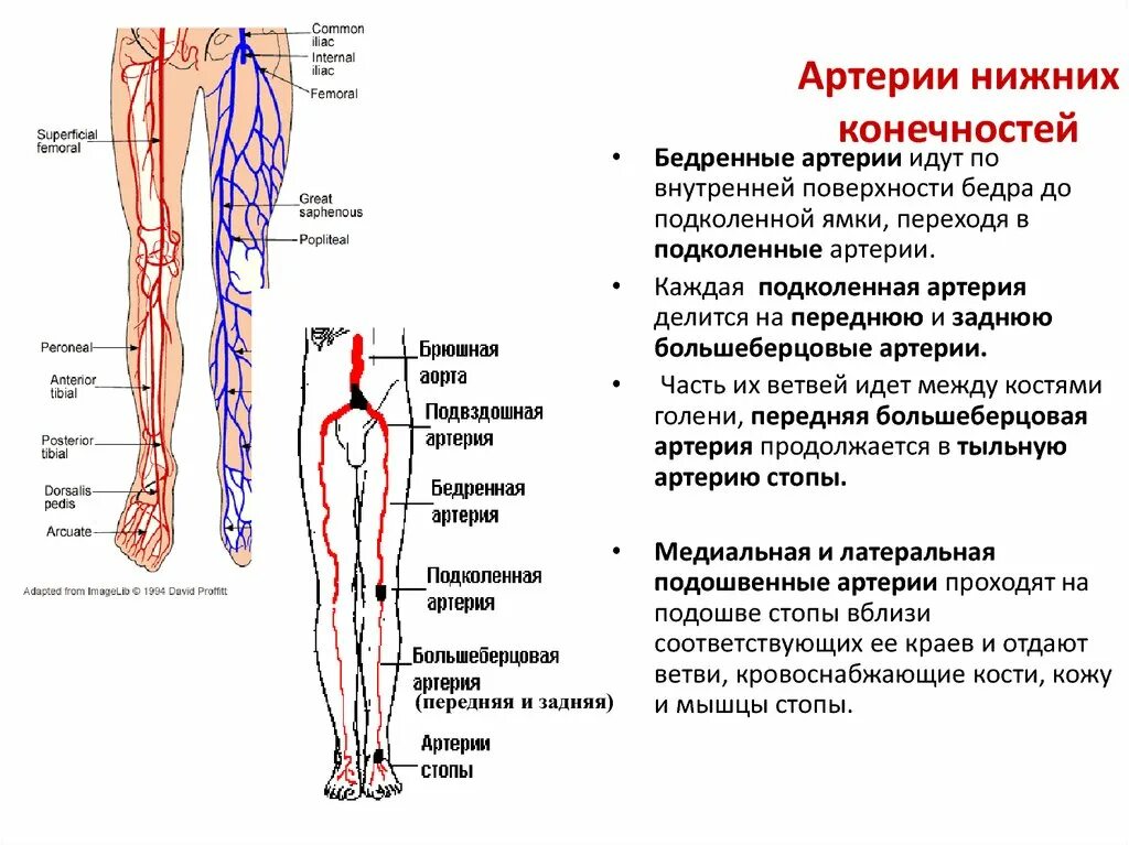 Расположение артерий на ногах человека схема Где проходит артерия нижних конечностей