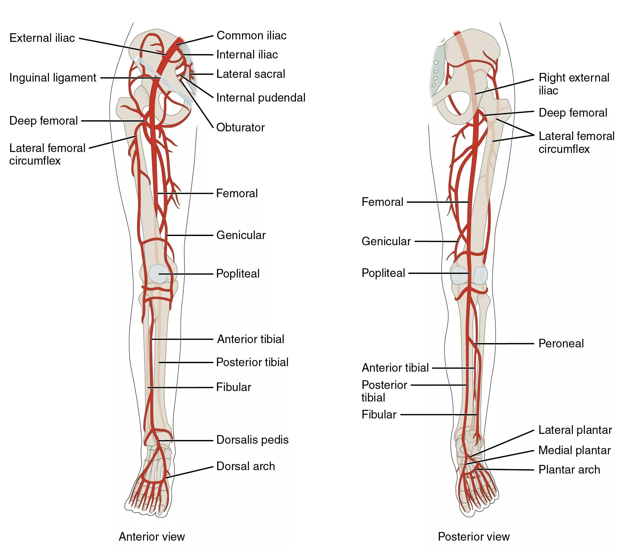 Расположение артерий на ногах человека схема arteries of lower limb - Google Search Arteries anatomy, Lower limb, Arteries