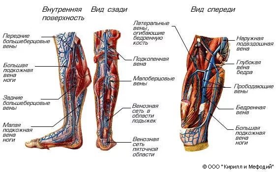 Расположение артерий на ногах человека схема Вены нижних конечностей (схема) - Мегаэнциклопедия Кирилла и Мефодия - медиаобъе