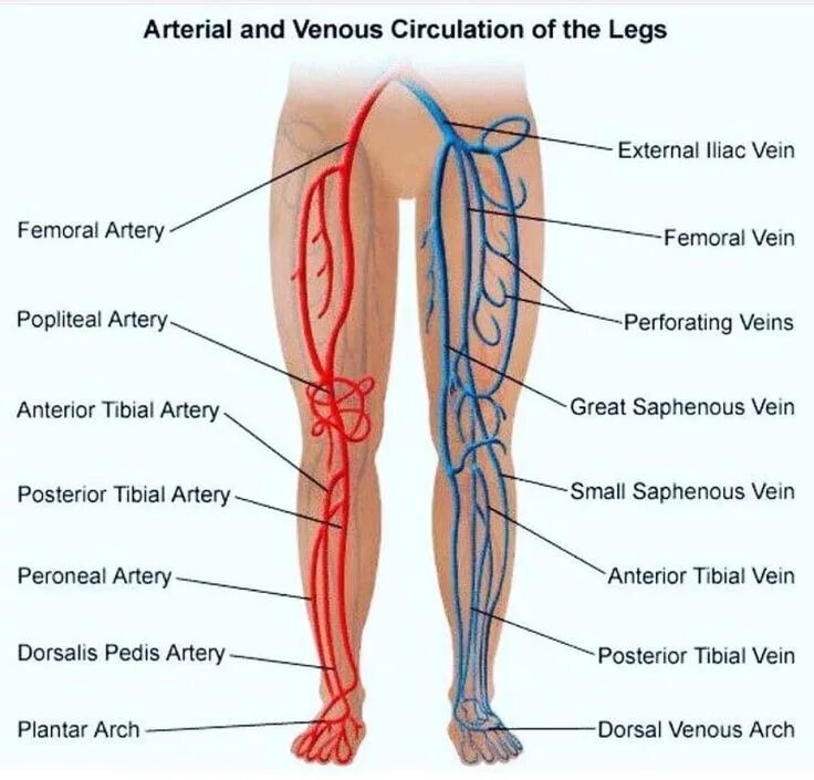 Расположение артерий на ногах человека схема Arteries and veins of leg Arteries anatomy, Venous insufficiency, Vascular ultra