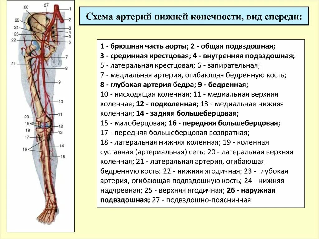 Артерии вены и лимфатические сосуды: найдено 81 картинок