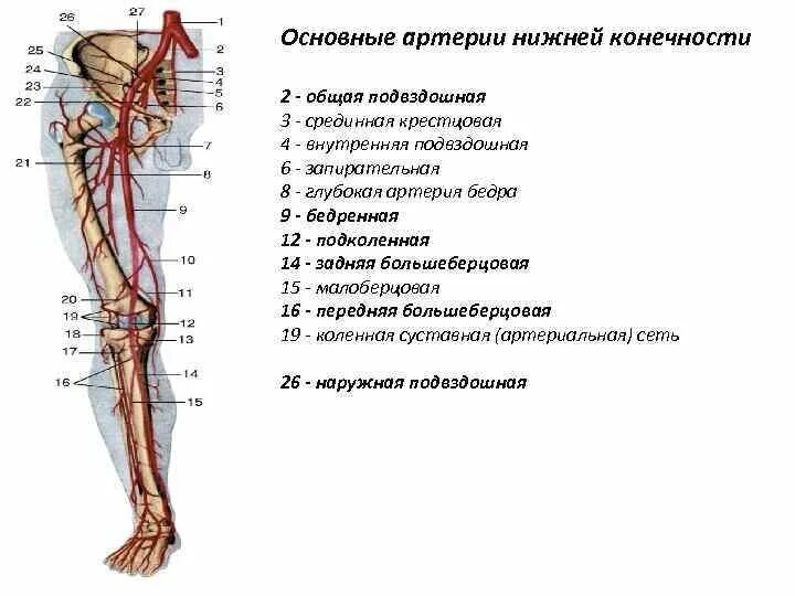 Расположение артерий на ногах человека схема Анатомия для студентов медицинских ВУЗов (часть 3: Аорта и артерии) Good doctor 