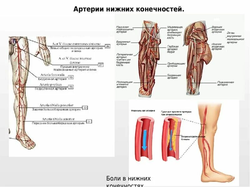 Расположение артерий на ногах человека схема А вот прикладной вопрос ножевикам... : Самооборона в России