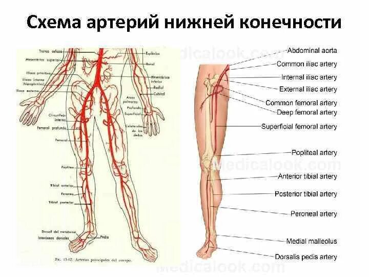 Расположение артерий на ногах человека схема лекция артерии и вены конечн � - vrogue.co