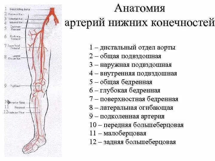 Расположение артерий на ногах человека схема Оба артерия нижних конечностей: найдено 82 изображений