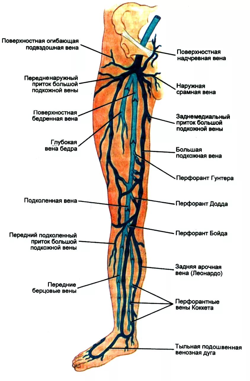 Расположение артерий на ногах человека схема Основы венозной системы нижних конечностей - Медицинский центр в Москве