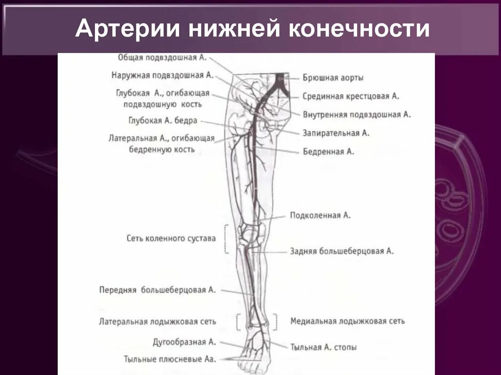 Расположение артерий на ногах человека схема Пба артерия