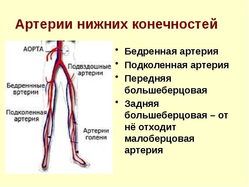 Расположение артерий на ногах человека схема АОУ СПО ТО "Ялуторовский медицинский колледж" Кровообращение Мультимедийное