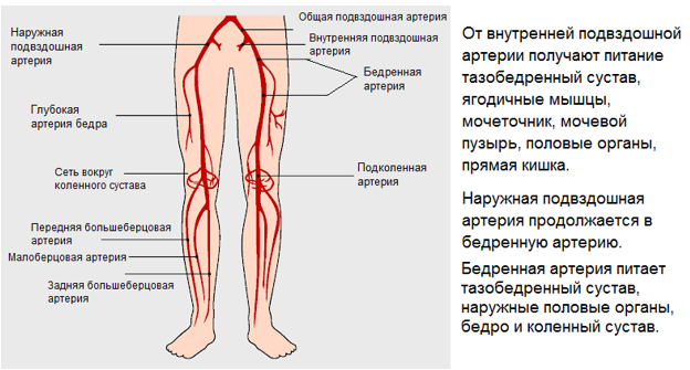 Расположение артерий на ногах человека схема Урок 17: Система кровообращения - 100urokov.ru