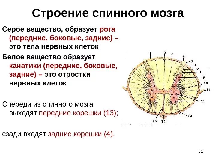 Расположение белого вещества спинного мозга схема Картинки ОБЩЕЕ СТРОЕНИЕ СПИННОГО МОЗГА