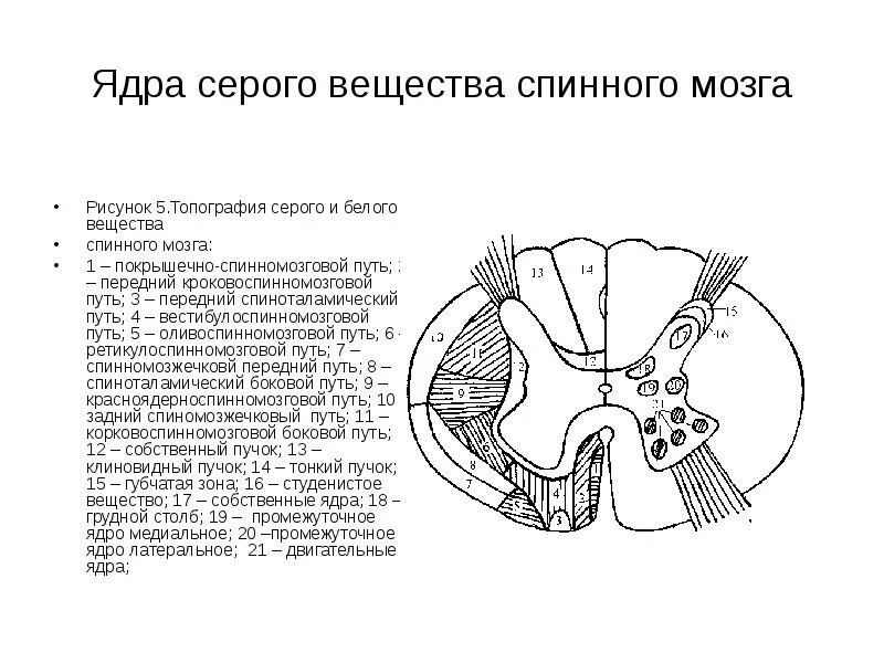 Расположение белого вещества спинного мозга схема Анатомия спинного мозга (medulla spinalis)