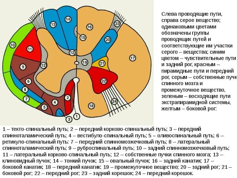 Расположение белого вещества спинного мозга схема срез.. 2023 медицинские лайфхаки ВКонтакте