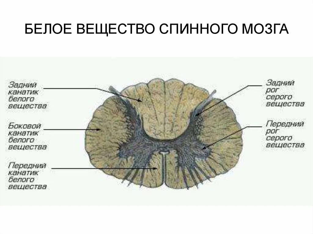 Расположение белого вещества спинного мозга схема Вселенная - Mind Map