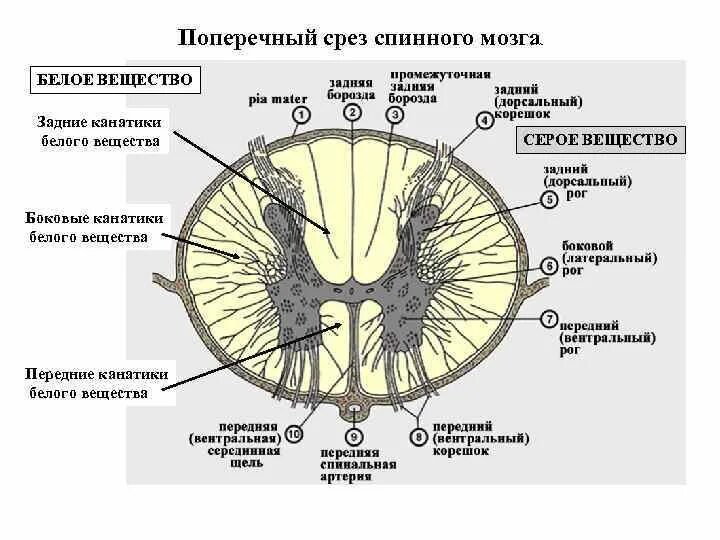 Белое вещество входит в состав - найдено 61 картинок