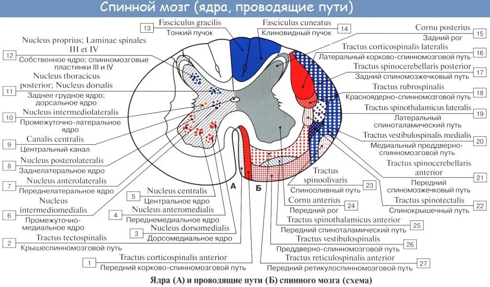 Расположение белого вещества спинного мозга схема Анатомия: Пучки ассоциативных волокон заднего канатика спинного мозга и бокового