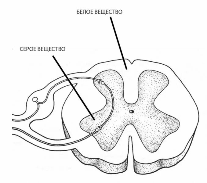Расположение белого вещества спинного мозга схема Когда аукнется плохая экология: дети, живущие у больших дорог, получают проблемы